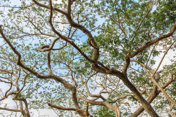 gros plan sur la branche d’albizia saman treet - treet photos et images de collection