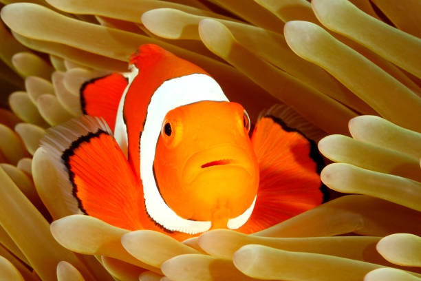 istock Clown Anemonefish in Sea Anemone 652893114