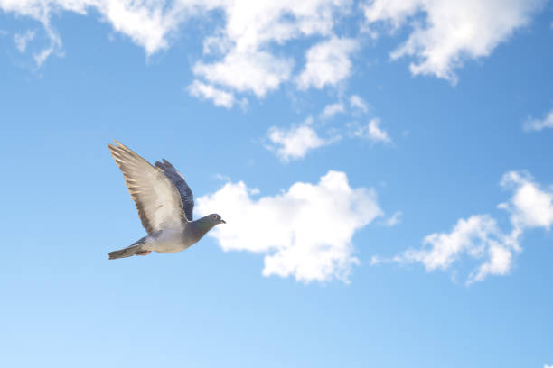 istock Pigeon in the blue sky 652900696