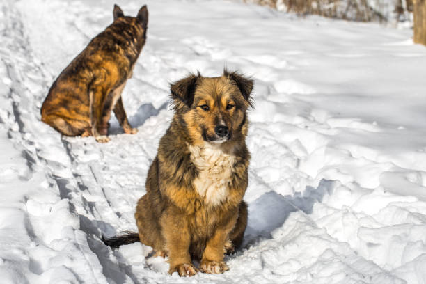 istock dog in a snowy forest 652900818