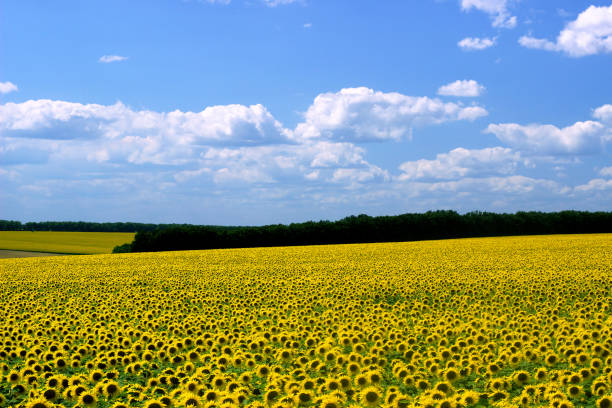 Save Download Preview field of sunflowers and blue sun sky. Save Download Preview field of sunflowers and blue sun sky. alpine hulsea photos stock pictures, royalty-free photos & images
