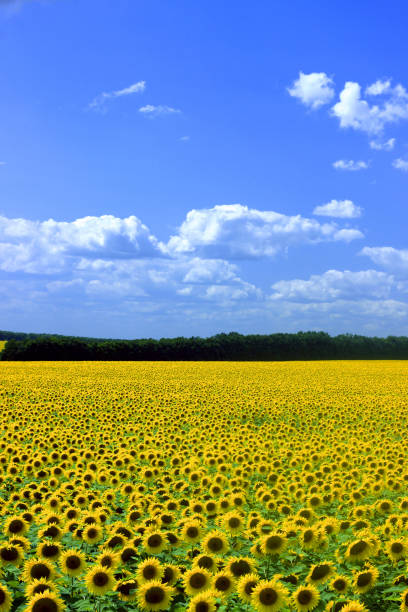 Save Download Preview field of sunflowers and blue sun sky. Save Download Preview field of sunflowers and blue sun sky. alpine hulsea photos stock pictures, royalty-free photos & images