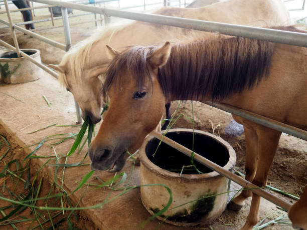 istock horse eating grass in a farm, Thailand 652908820