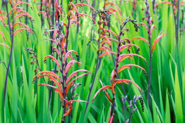 Crocosmia (montbretia), Coppertips, or Falling Stars