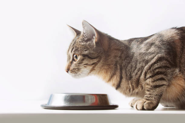 istock cat eating from the bowl. Close up 652920812