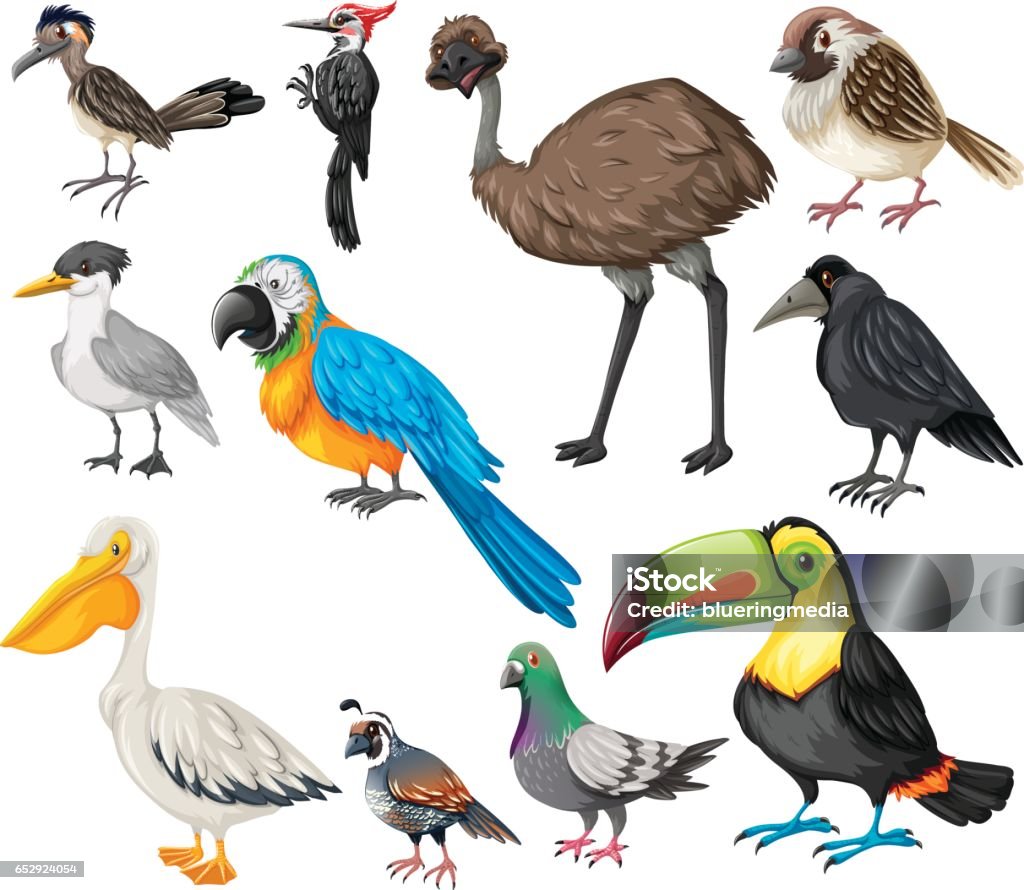 Different Types Of Wild Birds Stock Illustration - Download Image ...