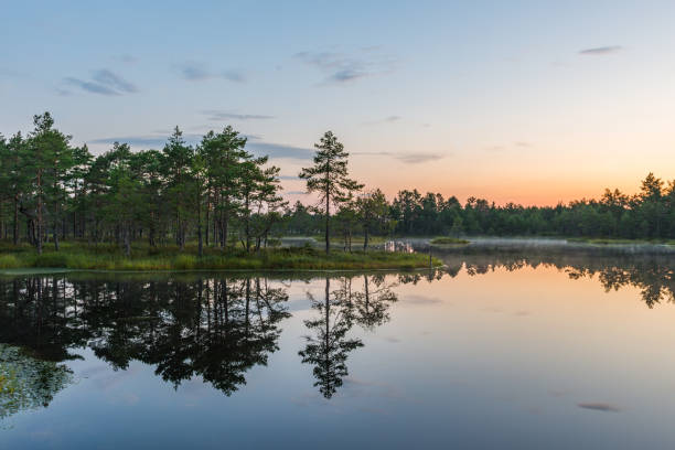 istock Bog landscape in the morning 652924576