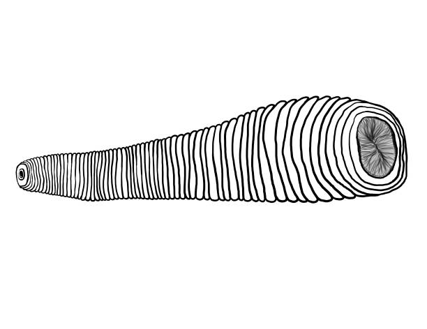 pijawka słodkowodna - leech stock illustrations