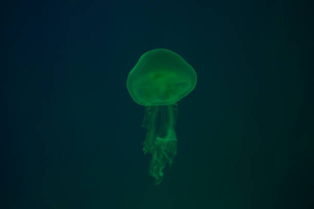 istock Small jellyfishes illuminated with blue light 652931948