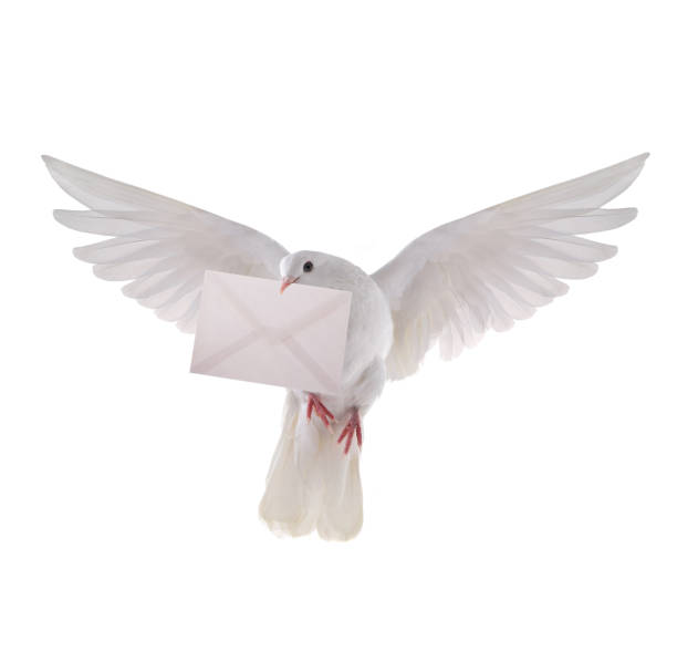 istock free flying white pigeon with the letter 652932862