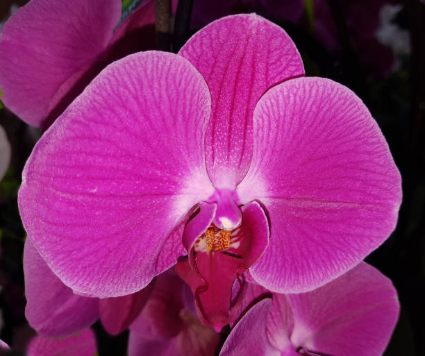 istock Phalaenopsis, Casc, Flying Dutchman, Orchid 652935492