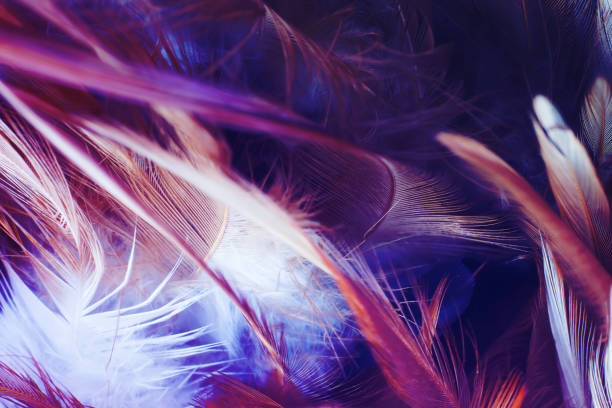 istock Violet color trends chicken feather texture background 652936142