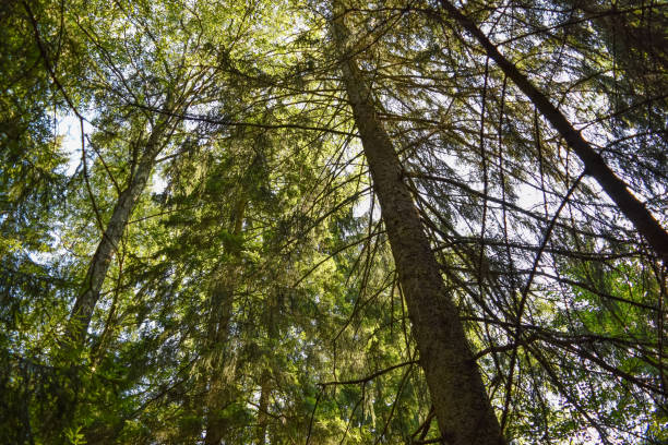 istock Wild nature of Russia 652936468