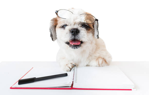 dog homework picture Dog with notebook and pen. Cute dog, Shih tzu, Poodle mix wearing glasses with notebook and pen on white background, Isolated. dog ate my homework stock pictures, royalty-free photos & images