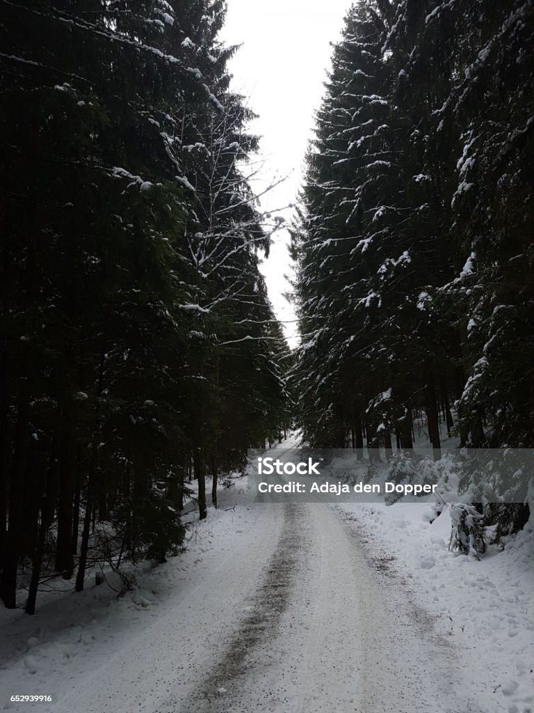 Winter in het bos Besneeuwd wandelpad door het bos in de winter. Cold Temperature Stock Photo