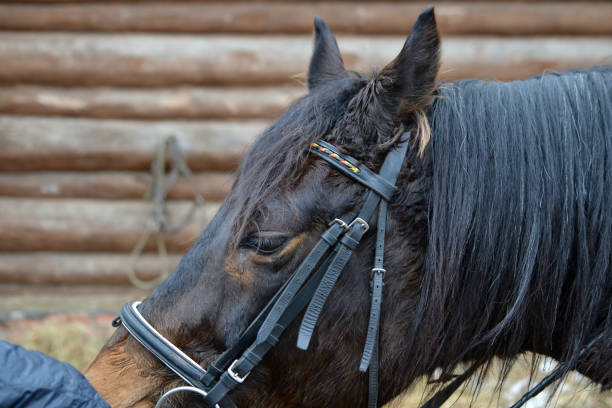 istock Head of a bay horse 652943422