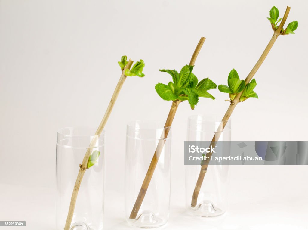 three glasses with hydrangea cuttings Hydrangea Stock Photo