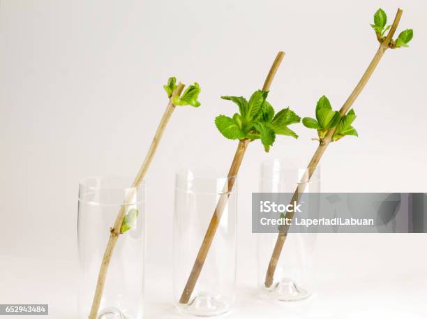 Three Glasses With Hydrangea Cuttings Stock Photo - Download Image Now - Hydrangea, Gardening, Plant