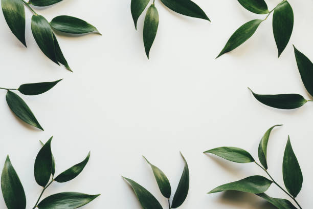 Frame With Green Leaves Frame with green leaves on white background. branch plant part stock pictures, royalty-free photos & images