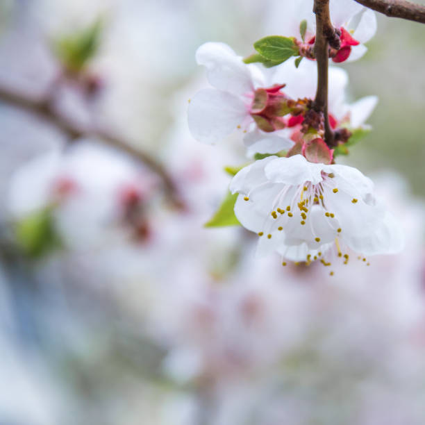 istock spring flowers  apricot on branches  apricot 652948578