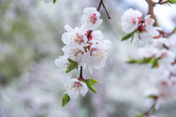 istock spring flowers  apricot on branches  apricot 652948720