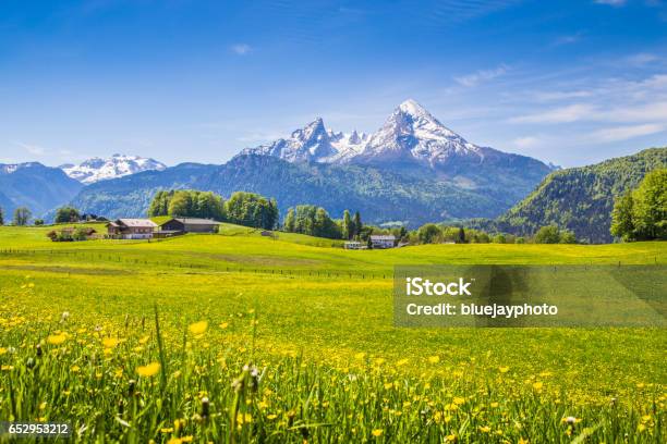 Idyllische Landschaft Der Alpen Mit Grünen Wiesen Und Blumen Stockfoto und mehr Bilder von Agrarbetrieb