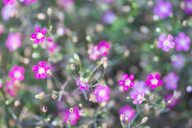 istock gypsophila flower as background 652953806