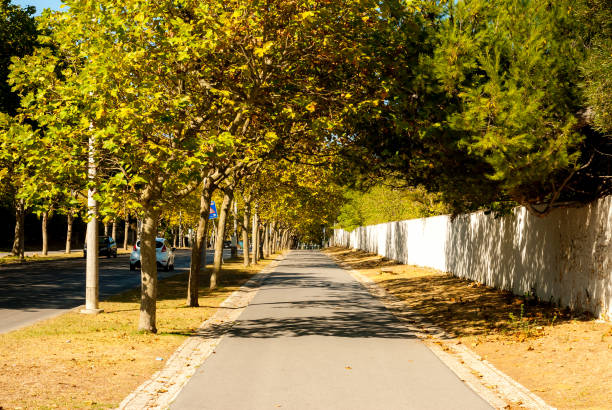 Boulevard from Carcavelos station to the beach - Warm late summer light and autumn coloured leaves