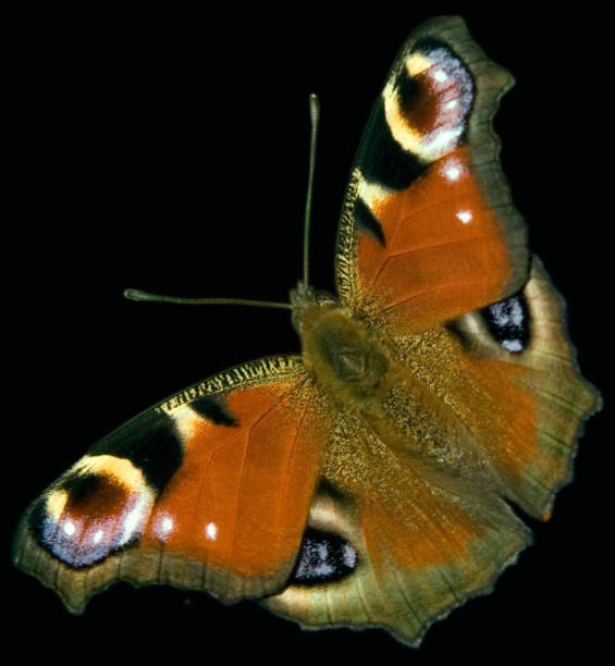 istock Inachis; io; Peacock; butterfly 652964058