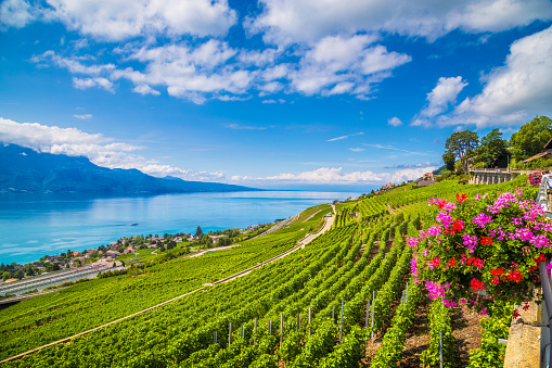 Beautiful scenery in Lavaux wine region with Lake Geneva, Switzerland