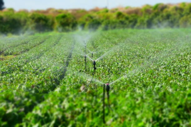 riego campo - watering place fotografías e imágenes de stock