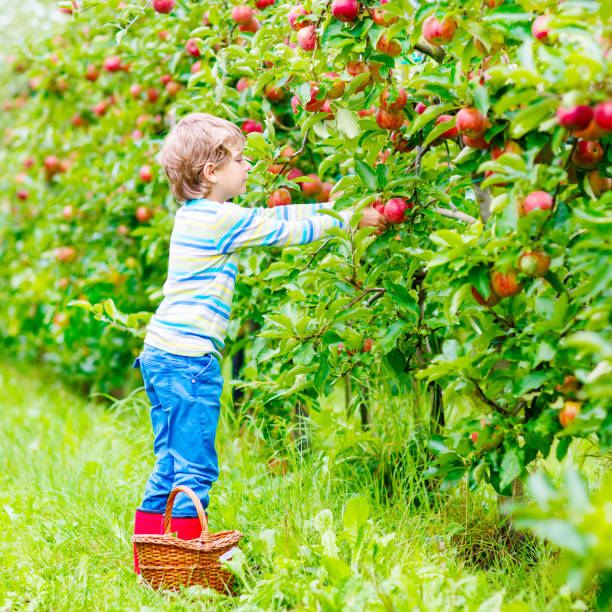 istock Little kid boy picking red apples on farm autumn 652979848