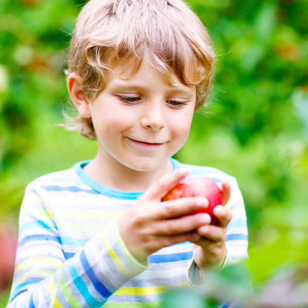 istock Little kid boy picking red apples on farm autumn 652980198