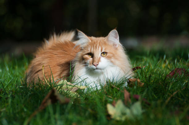istock Red cat in the garden 652992904