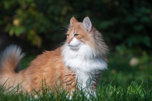 istock Red cat in the garden 652992914