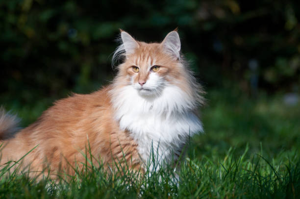 istock Red cat in the garden 652993052