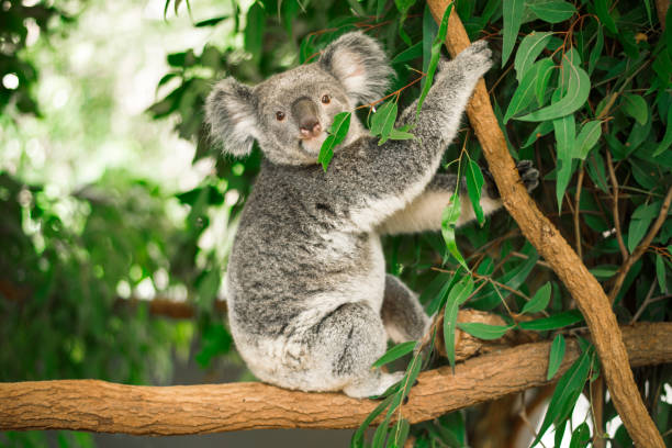 koala in einem eukalyptusbaum. - koala stock-fotos und bilder