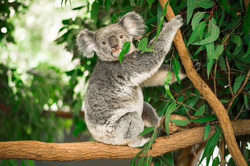 Australian koala outdoors in a eucalyptus tree.