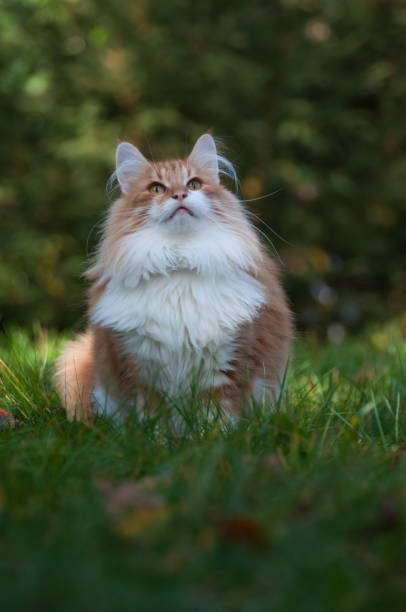 istock Red cat in the garden 652999744