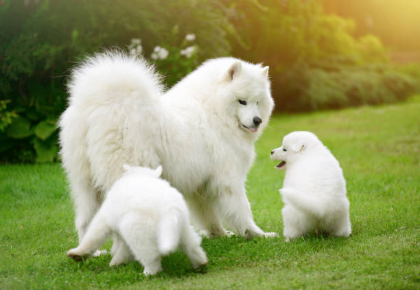 istock Samoyed dog and puppies 652999766