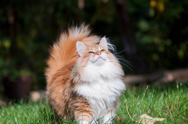 istock Red cat in the garden 653000202