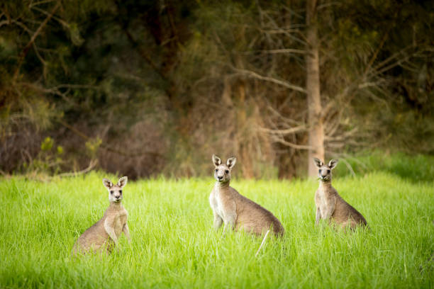 istock Kangaroos at sunset, hiding in the grass 653004448