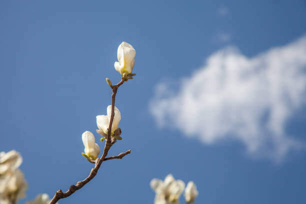 Magnolia blooms