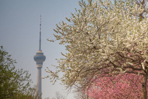 istock Beautiful cherry blossom sakura with nice blue sky 653007572