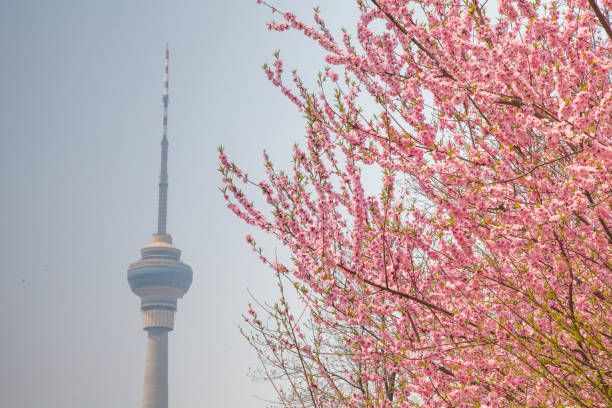 istock Beautiful cherry blossom sakura with nice blue sky 653007726