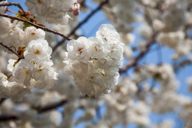 istock Beautiful cherry blossom sakura with nice blue sky 653007794