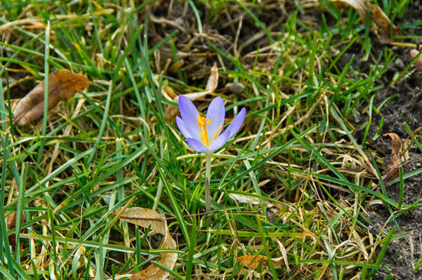istock Flower of a crocus 653008240