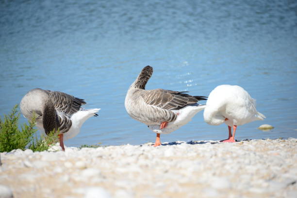istock Goose - Geese on the Mediterranean in Spain 653013902