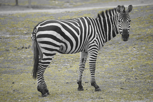 Zebra in the wild