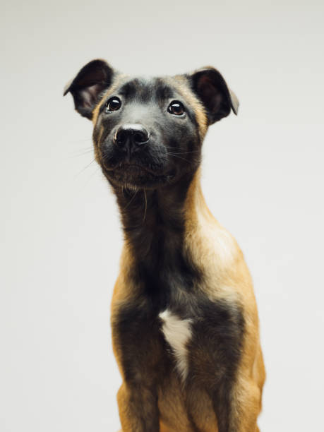 Close up of Malinois Belgian Berger dog